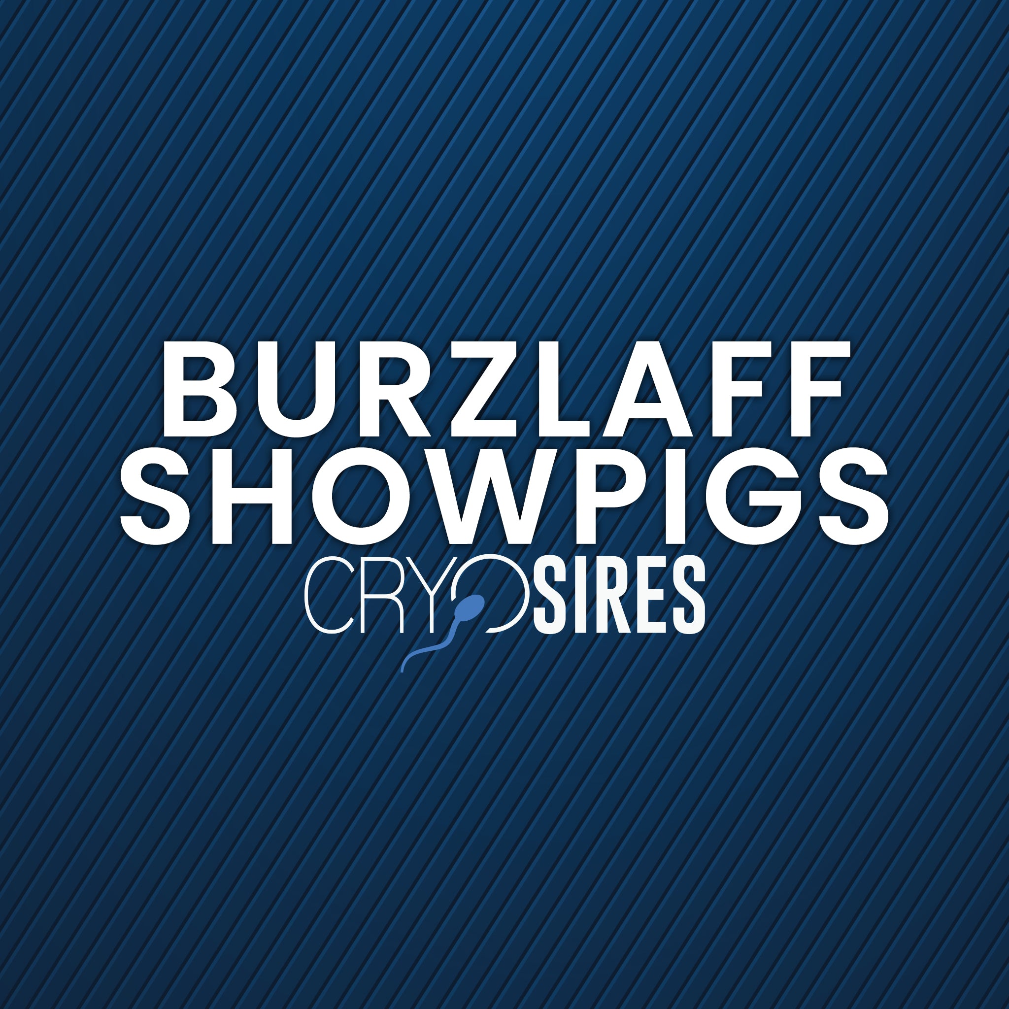 Burzlaff Showpigs