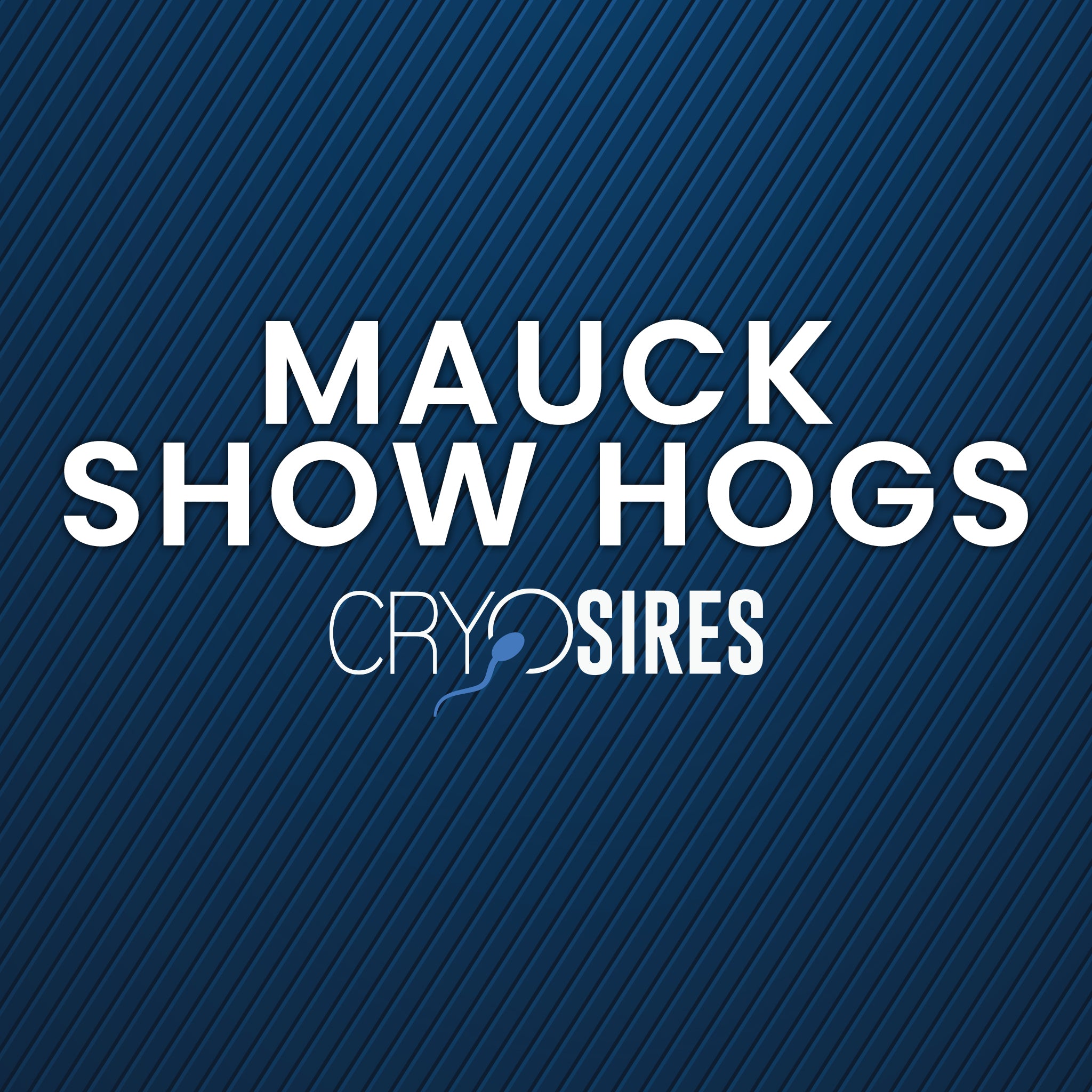 Mauck Show Hogs