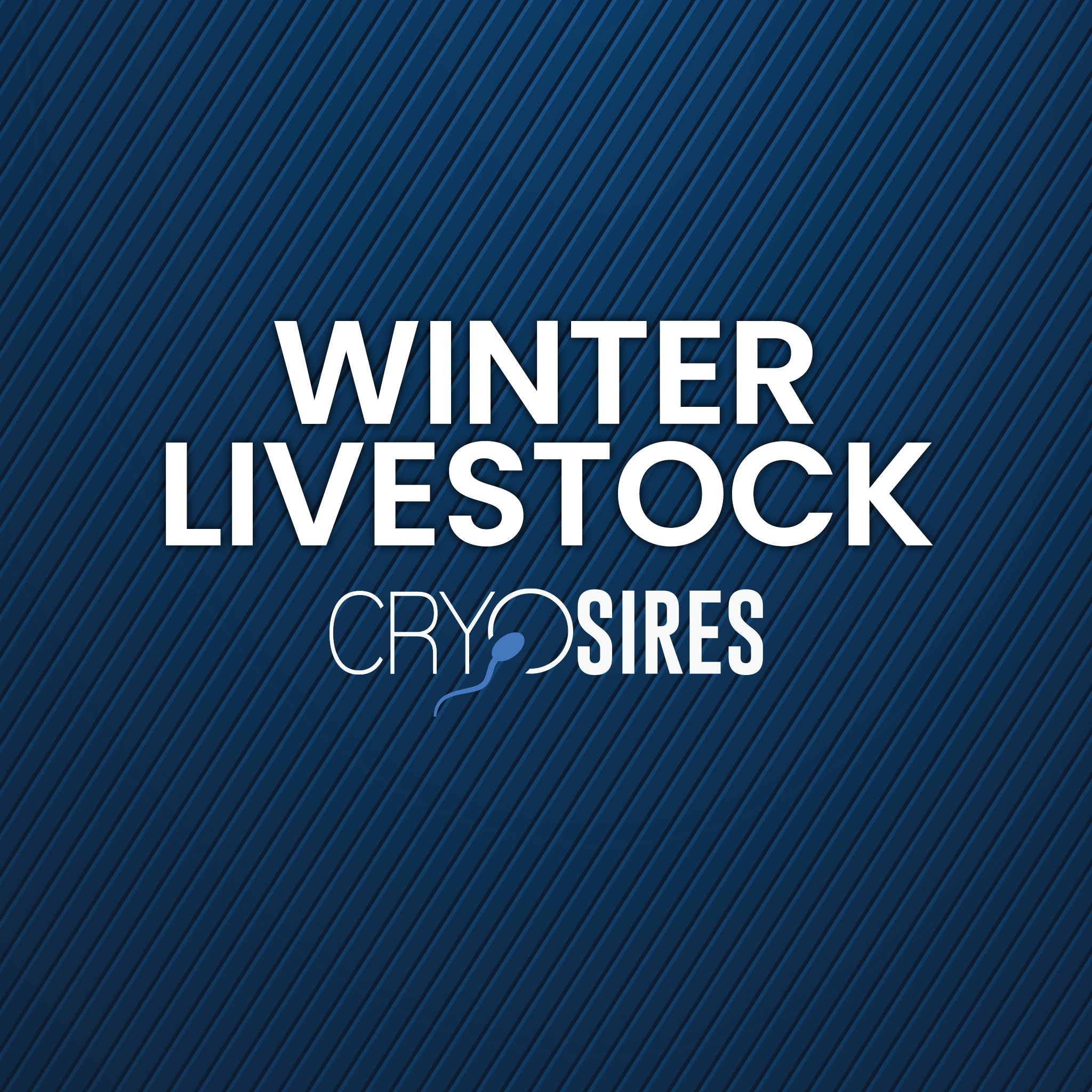 Winter Livestock
