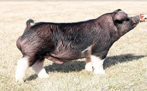 pig Upperhand Genetics :: Herd Sires