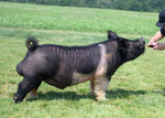 Black 22 (Crossbred)