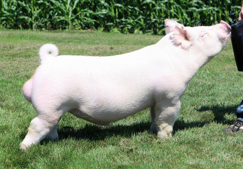 Cerdo Blanco (Yorkshire)