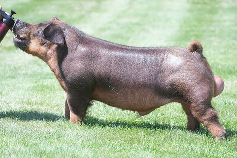 Holy Moly (Duroc)