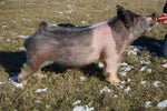 Pick 6 (Crossbred)