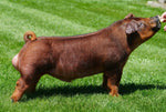 Poker Face (Duroc)