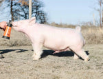 Rafiki (Crossbred)