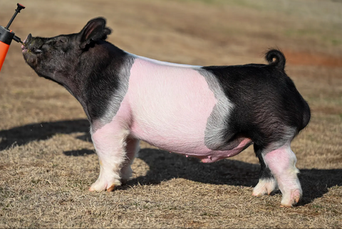 First Thing First Bull First Things First (Crossbred) – Cryosires