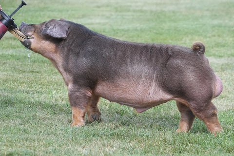 Shotgun (Duroc)