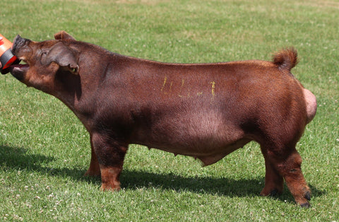 Unleash the Beast (Duroc)