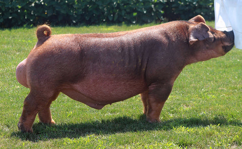 We'll See (Duroc)