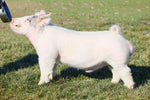 Angry Orchard (Crossbred)