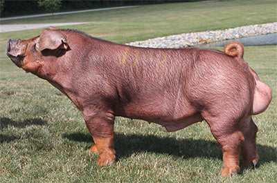 Attention (Duroc)