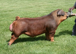 Built Back (Duroc)