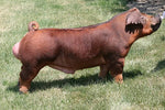 Built Up (Duroc)