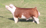 Here Kitty Kitty (Hereford)