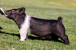 Power Hour (Crossbred)