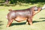 Real Deal (Duroc)