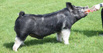 Unsurpassed (Berkshire)