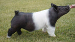 Chills (Crossbred)