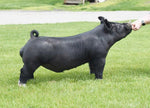 Incognito (Crossbred)