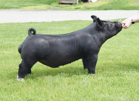 Incognito (Crossbred)