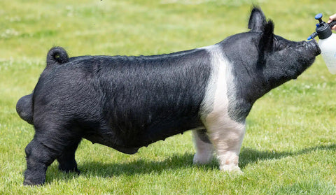 Example (Hampshire)