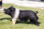 Rumble (Hampshire)