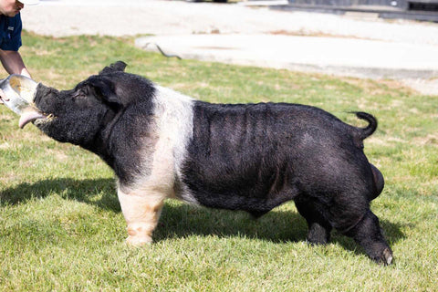 Rumble (Hampshire)