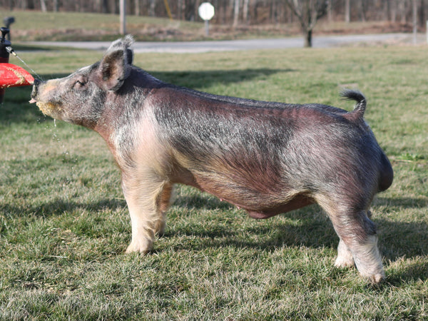 Pig ☆ Speermint (Crossbred) – Cryosires