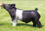 Trust Fund (Crossbred)