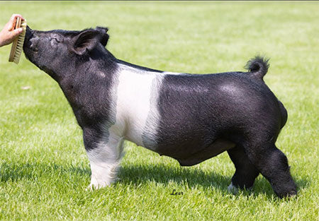 Trust Fund (Crossbred)