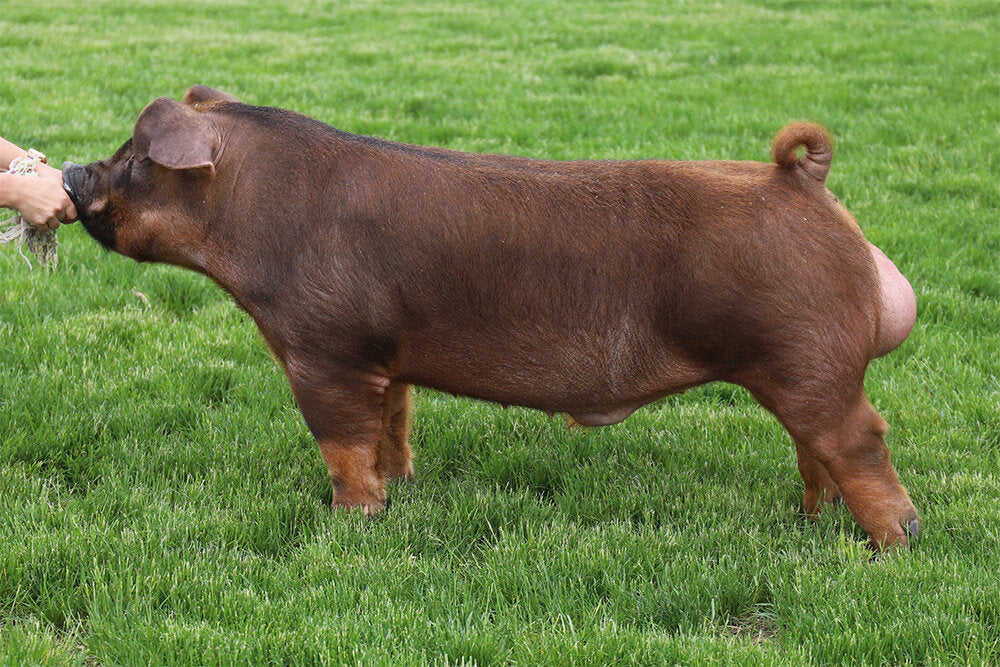 Durocs – Tagged 