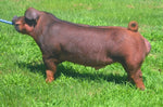 Unchained (Duroc)