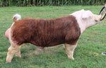 Candy Cane (Hereford)