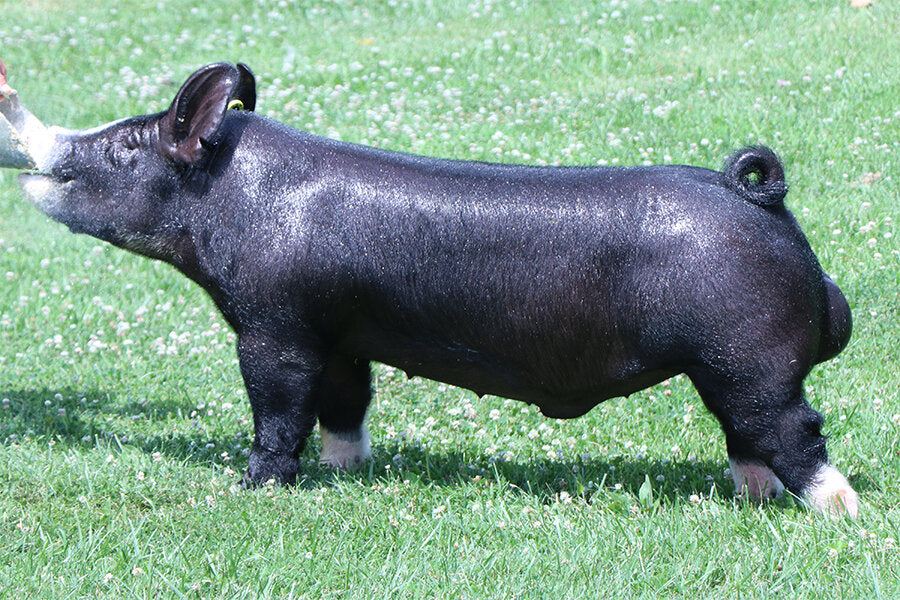 Identify (Berkshire) – Cryosires