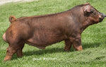 Special Delivery (Duroc)