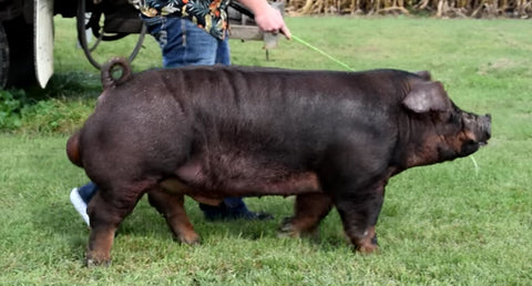 Watch and Learn (Duroc)